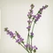 VILA HERMANOS Свеча LAVENDER & PINE 200 gr 2972