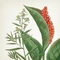 VILA HERMANOS APOTHECARY FRESH BASIL & RHUBARD диффузор 100 ml 2986